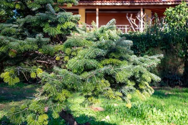 Top Reasons to Schedule Tree Trimming Cedar Park Services Today Top Reasons to Schedule Tree Trimming Cedar Park Services Today